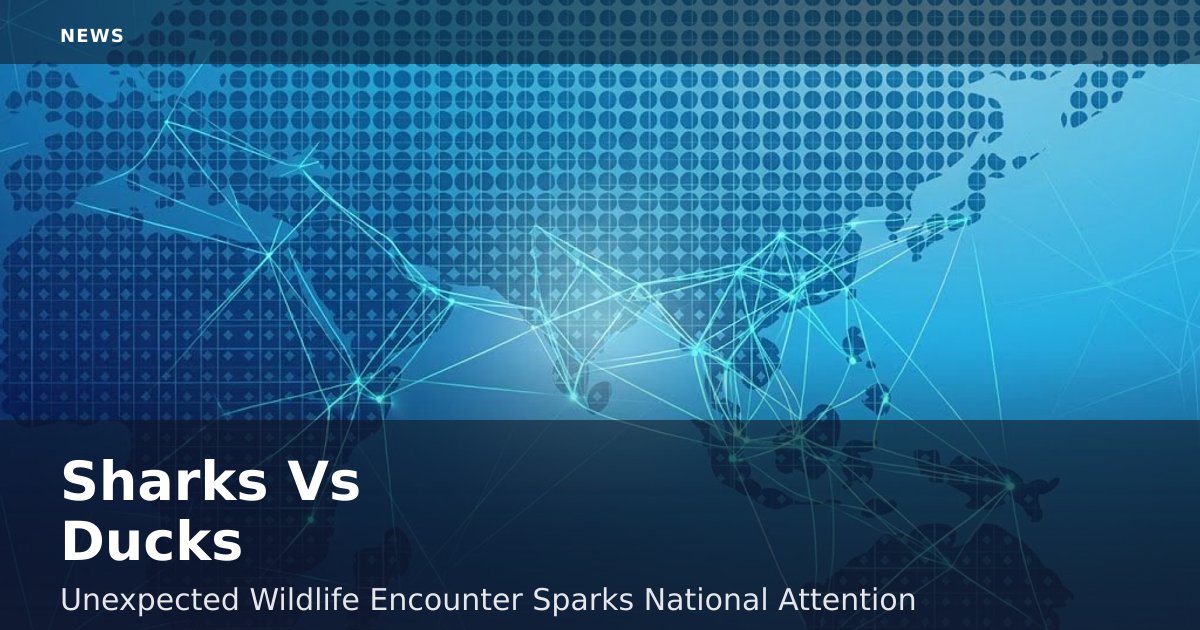 Sharks Vs Ducks: Unexpected Wildlife Encounter Sparks National Attention